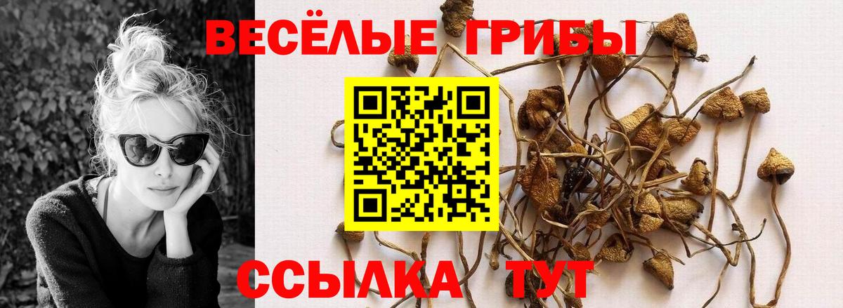 Чайковский  Псилоцибиновые грибы мухоморы  Вход с VPN  Псилоцибиновые грибы GOLDEN TEACHER 